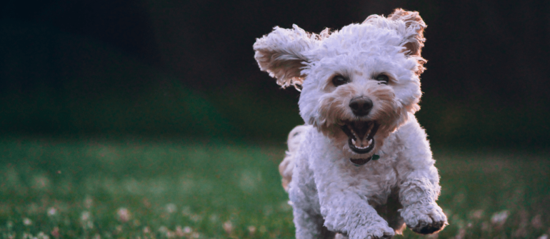 Potřeby pro psy aneb co potřebují ke štěstí